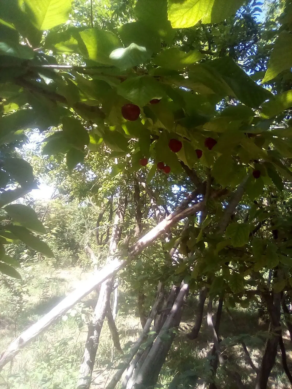 باغ بوژان