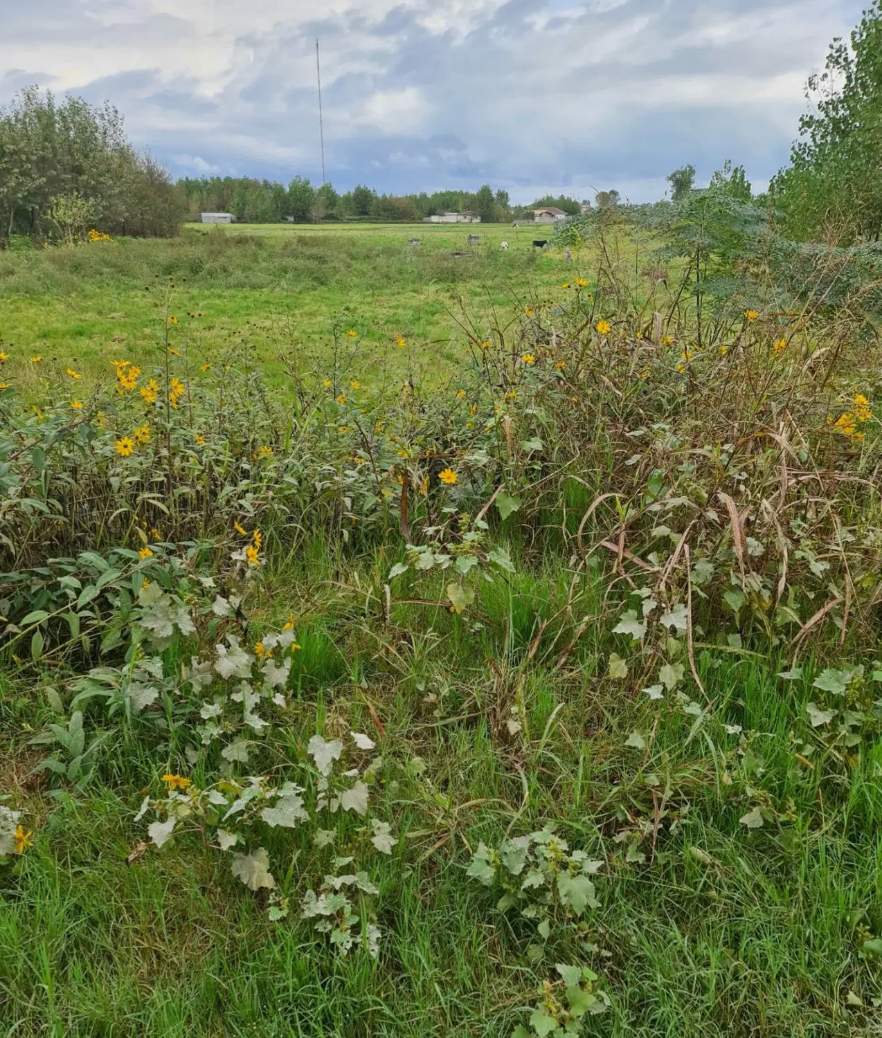 زمین باغی در زیبا کنار