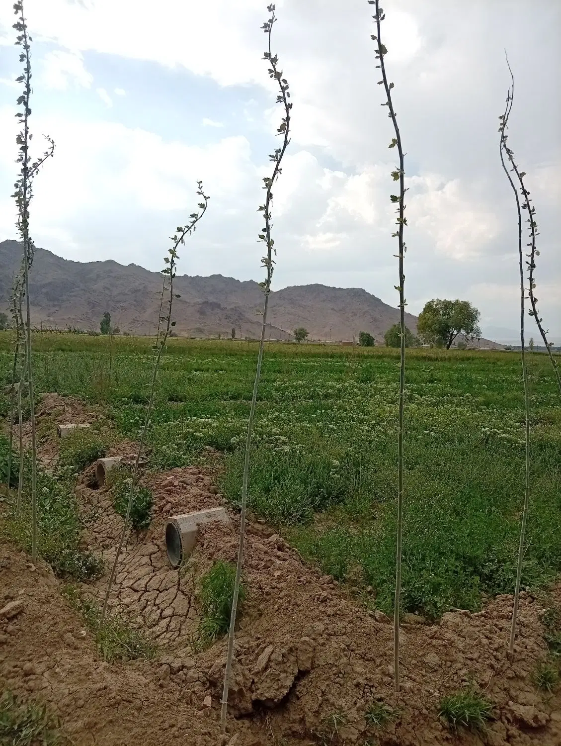 زمین کشاورزی میناس