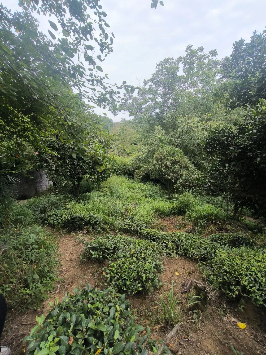 زمین باغی، مسکونی
