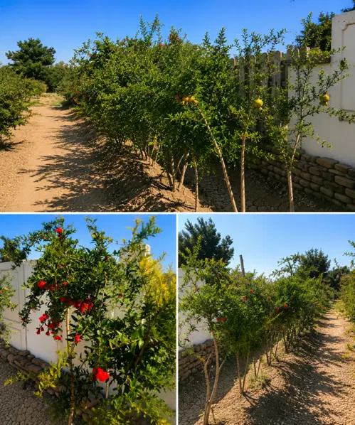 فروش زمین و باغچه