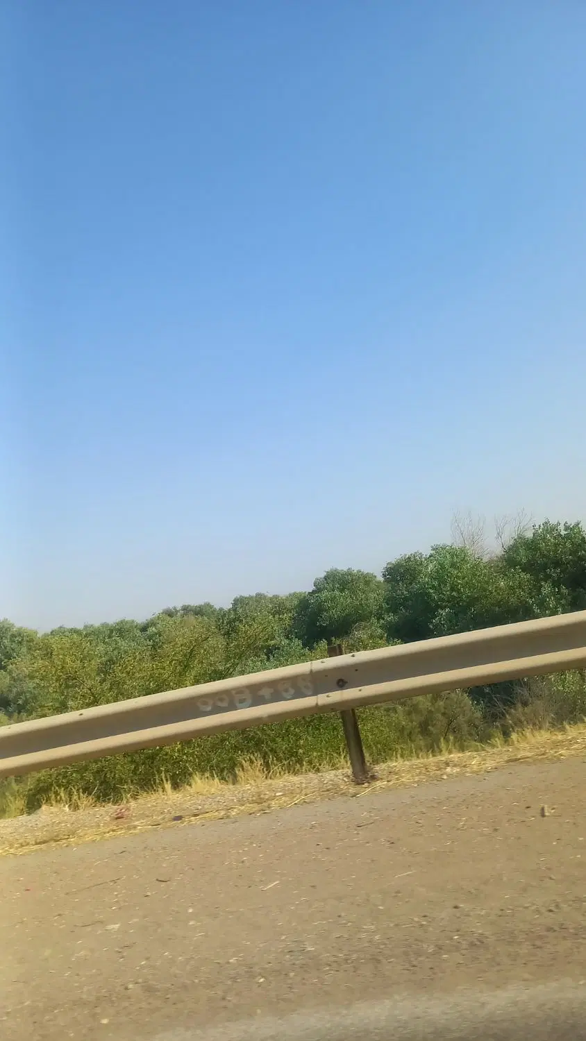 زیتو‌ن