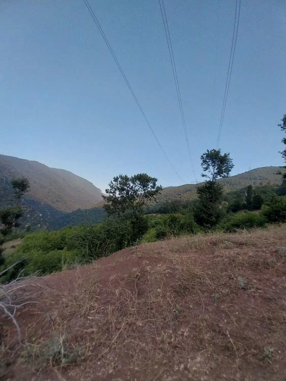 باغی هلو
