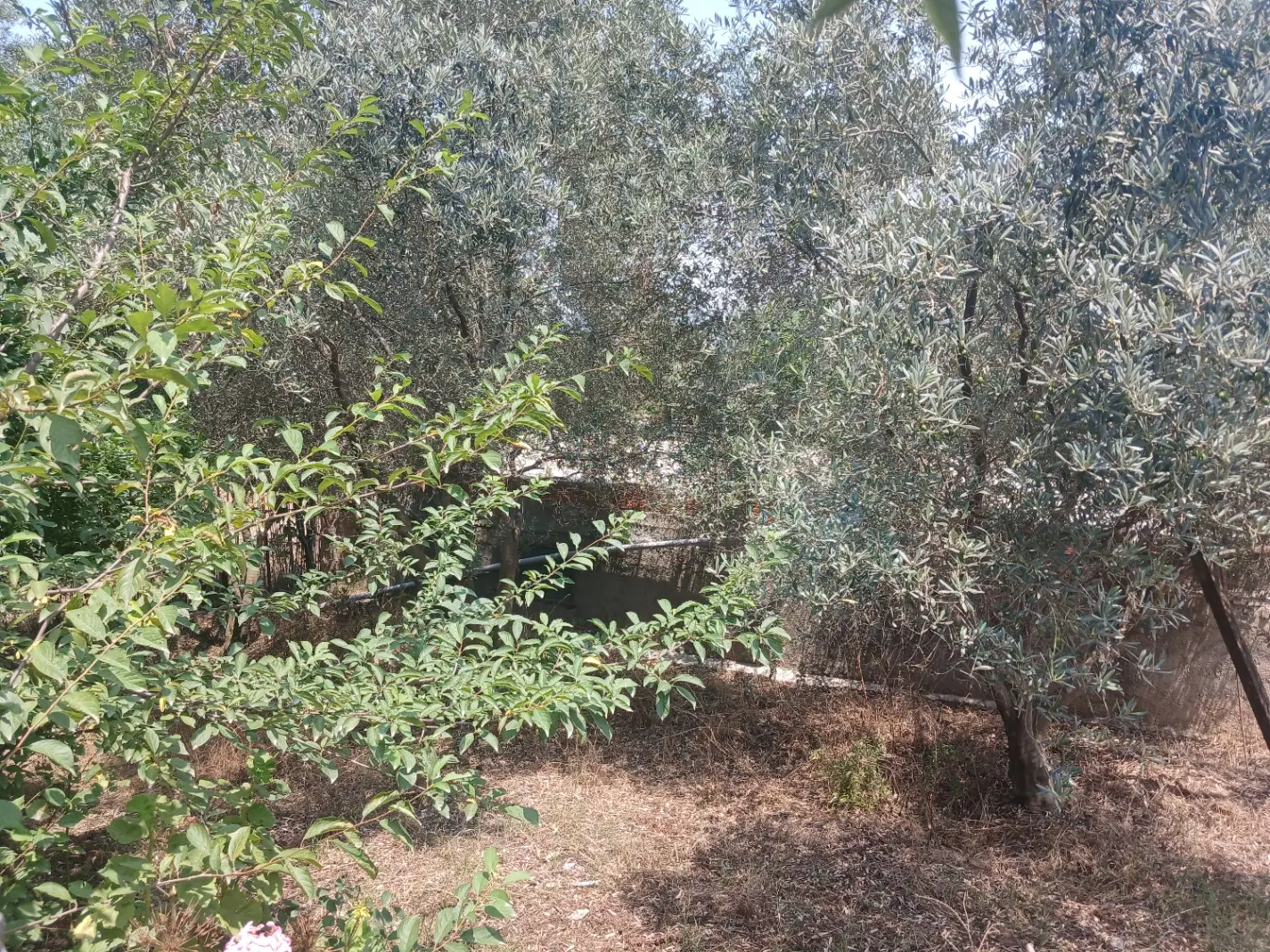 فروش یک قطعه باغ
