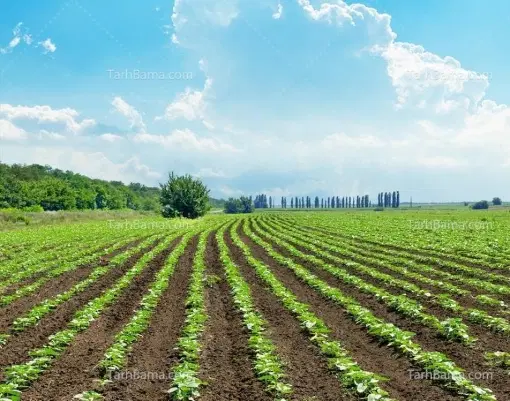 زمین کشاورزی جای باغ