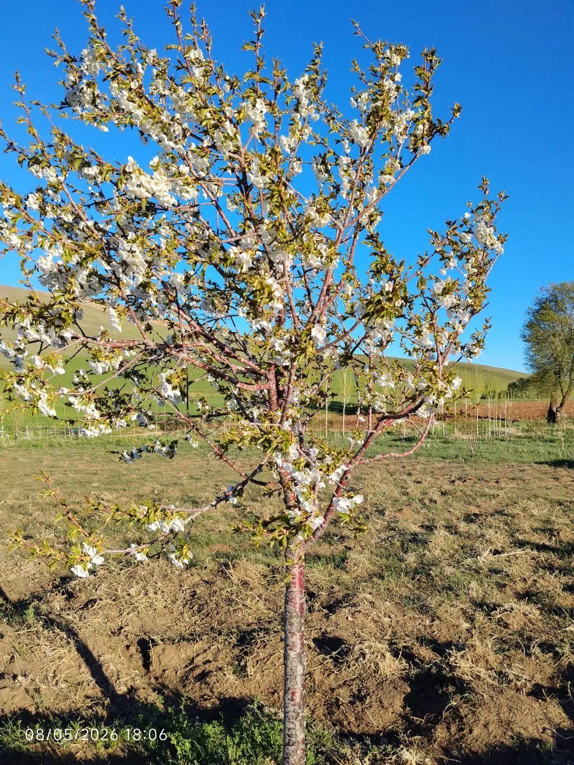 زمین برای باغ
