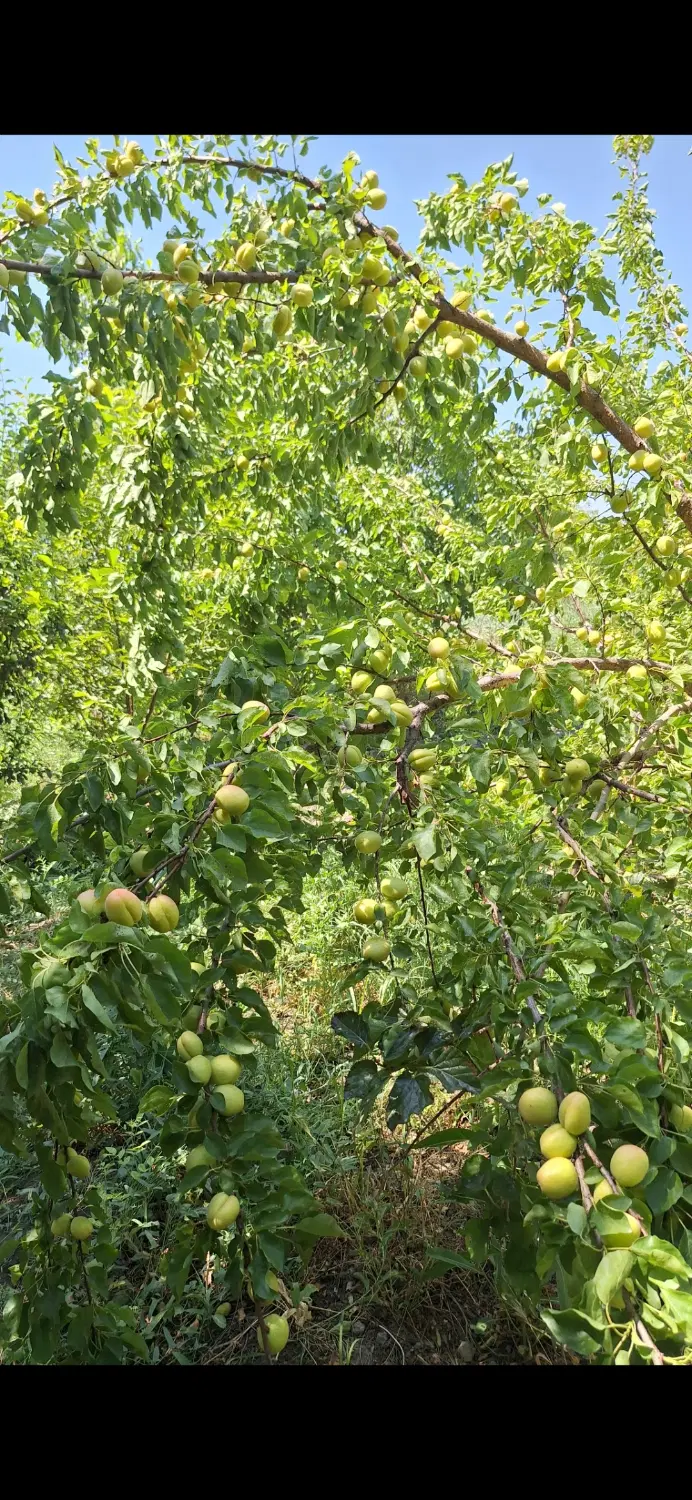 باغ سنددار با امکانات اب و برق وساختمان