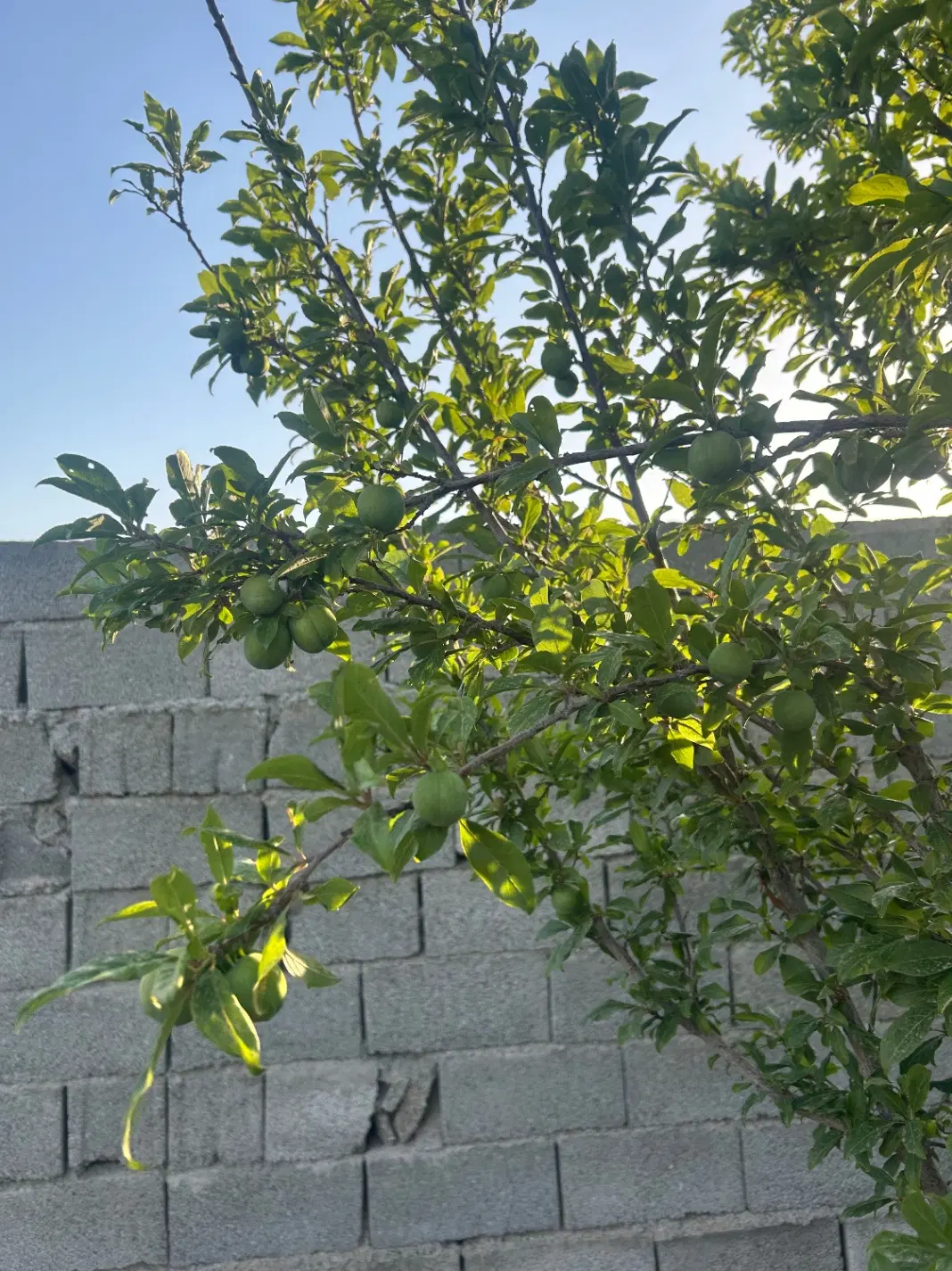 باغچه ۱۳۰ متری مهرچین