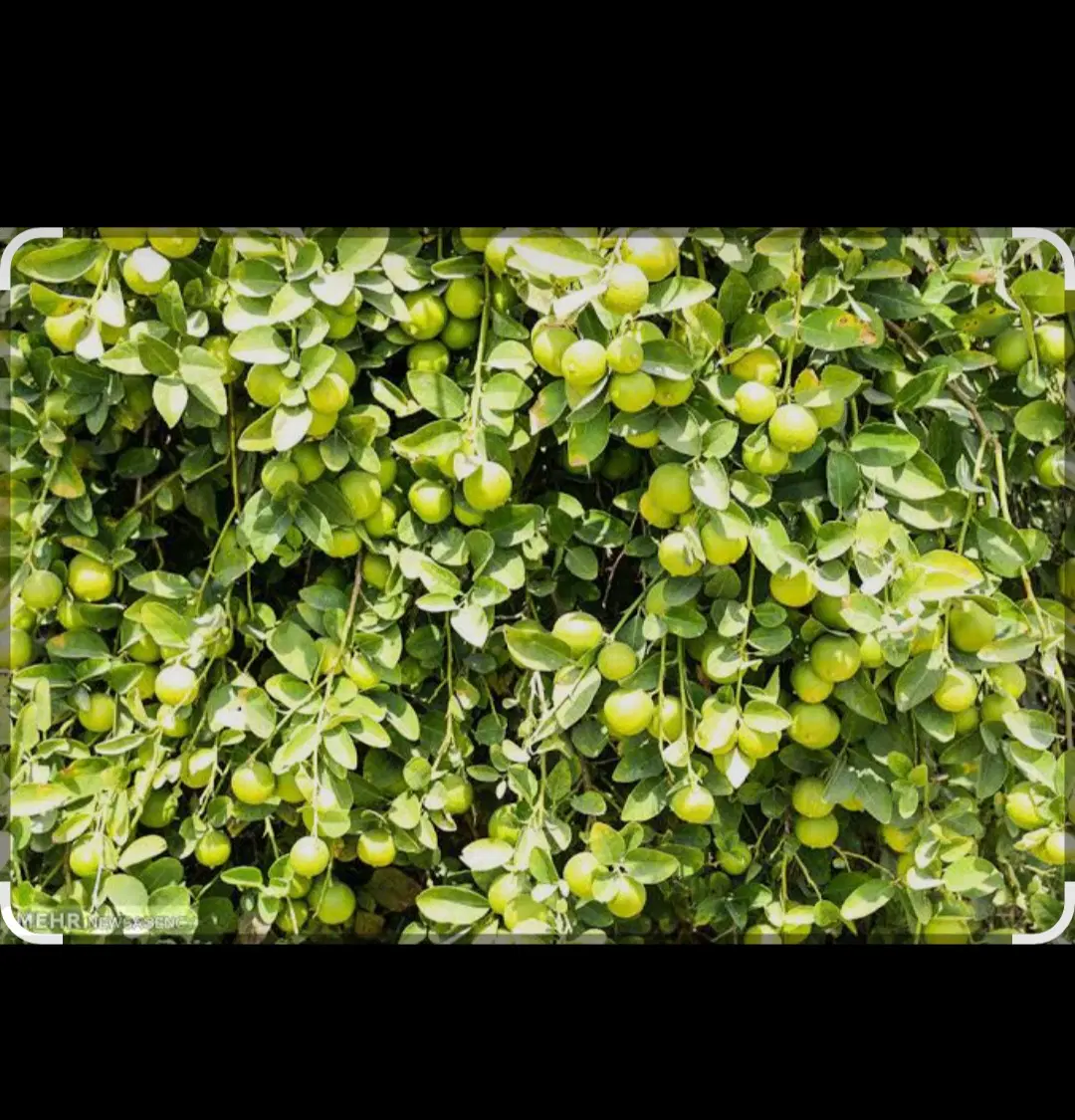 خریدار اجاره باغ لیمو..
