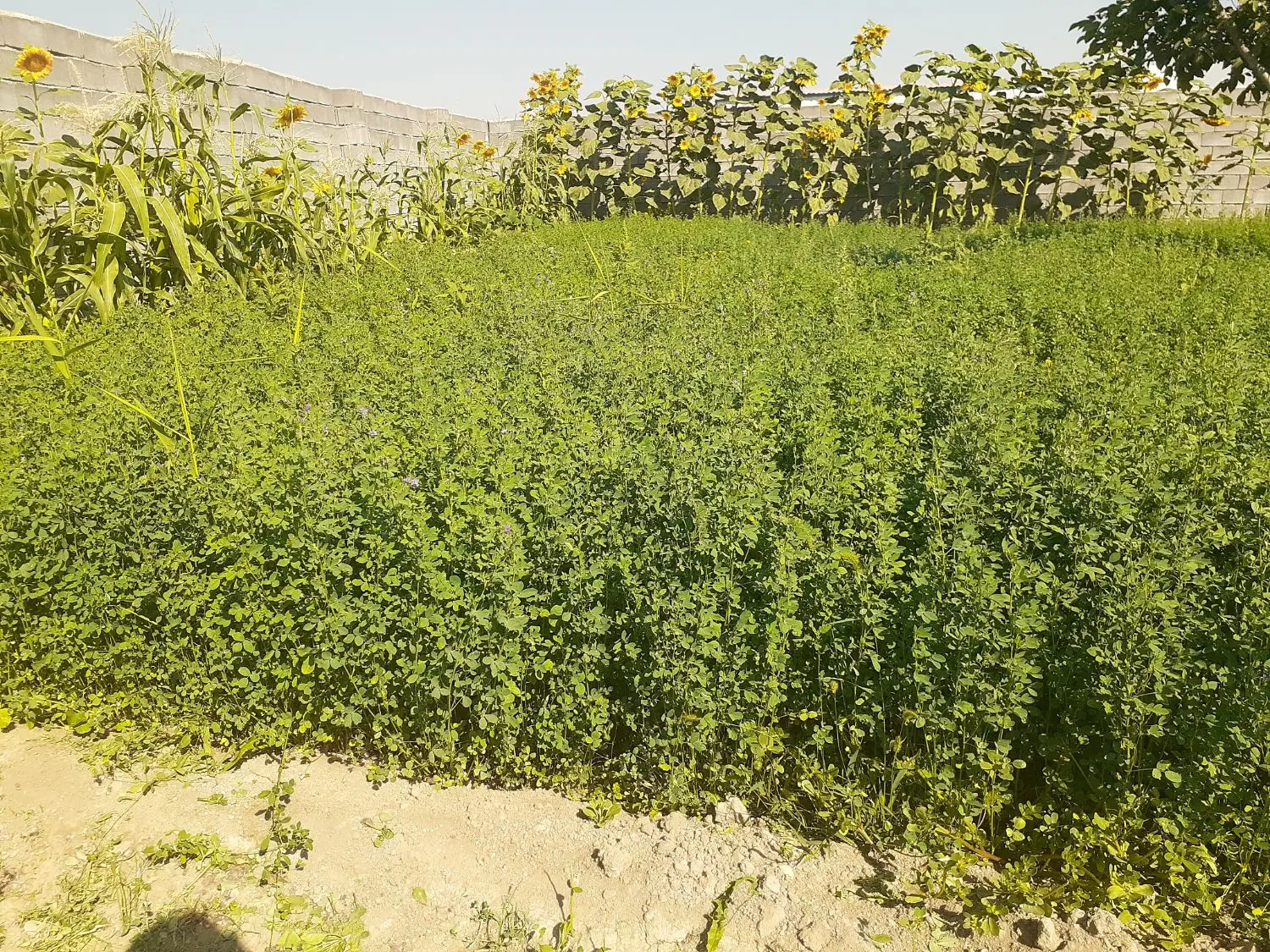 زمین باغی  فنس کشی برق دار