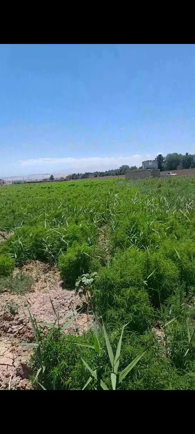 زمین کشاورزی در قراملک