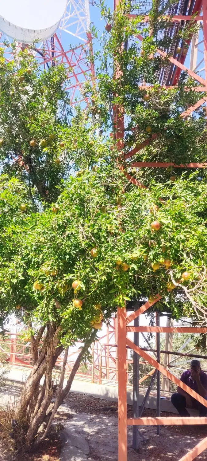 فروش زمین برای باغ شهری لب جاده آسفالت