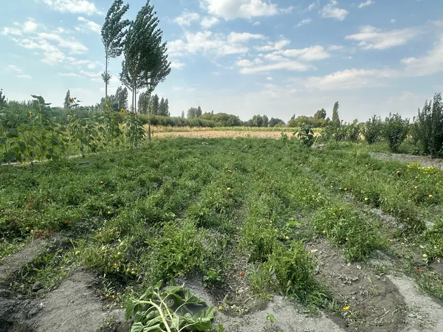 زمین زراعی کشاورزی با محصولات