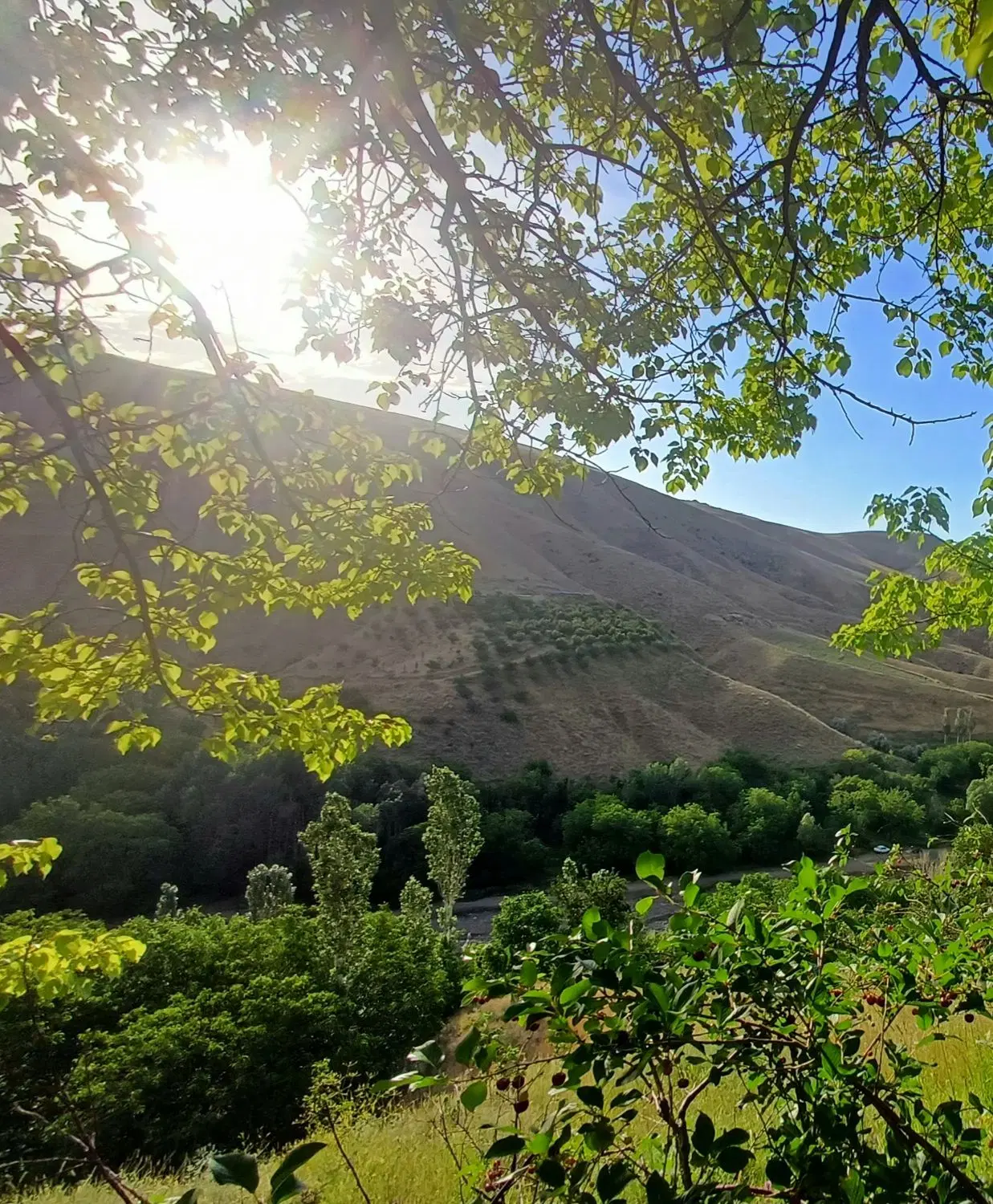 باغ