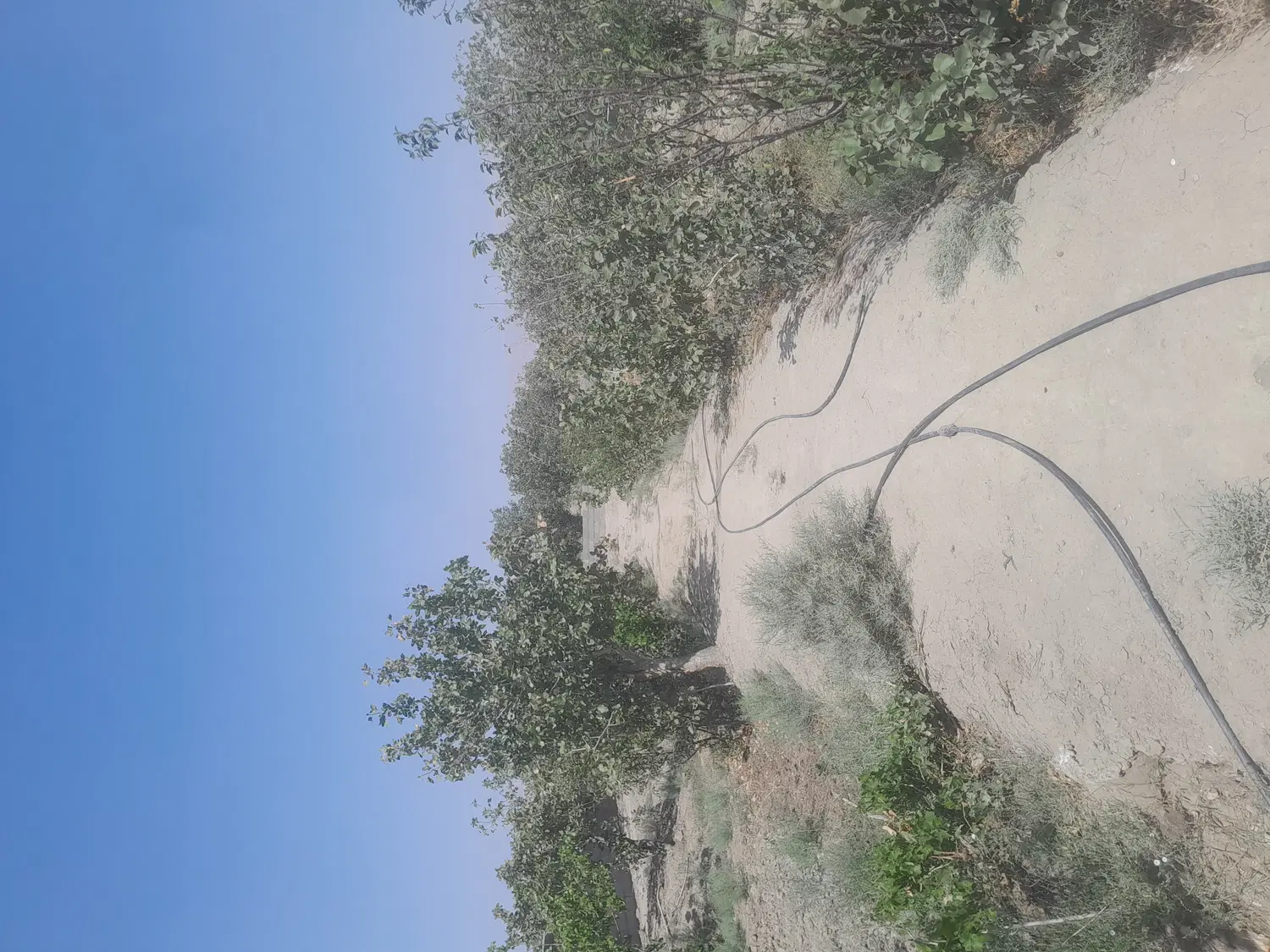 فروش باغ پسته