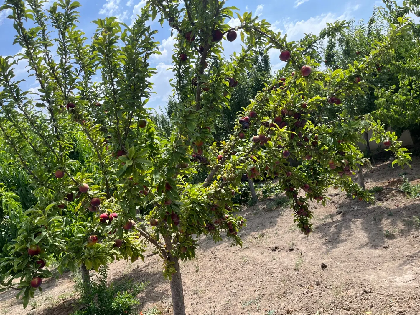باغچه