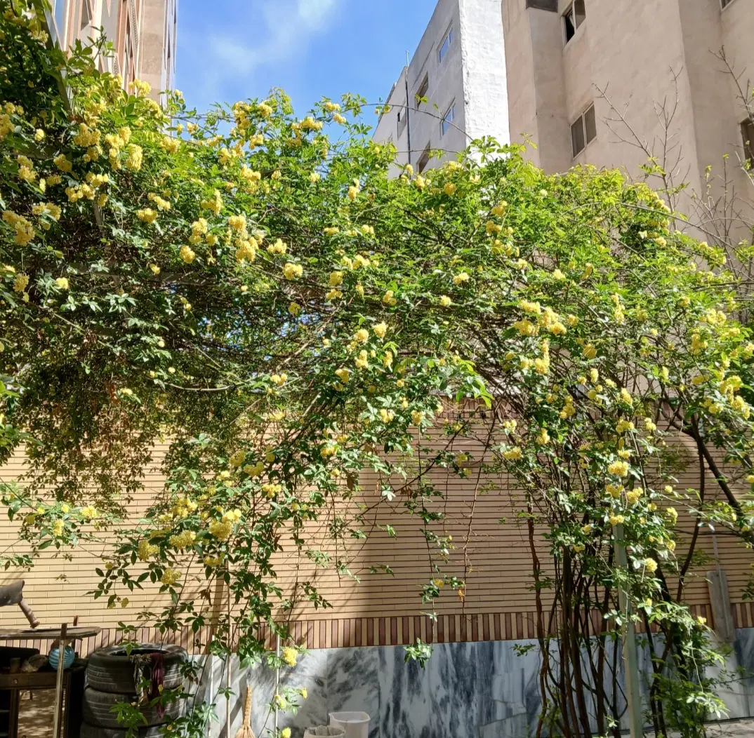 آپارتمان ۱۲۰ متری با حیاط اختصاصی