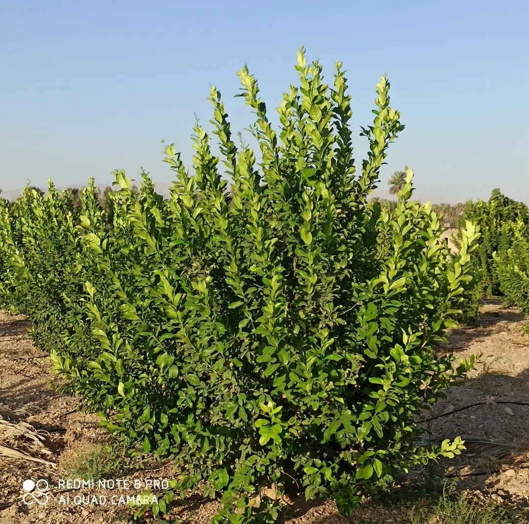 سرمایه گذاری مطمعن، فروش باغ ثمری نخل و مرکبات