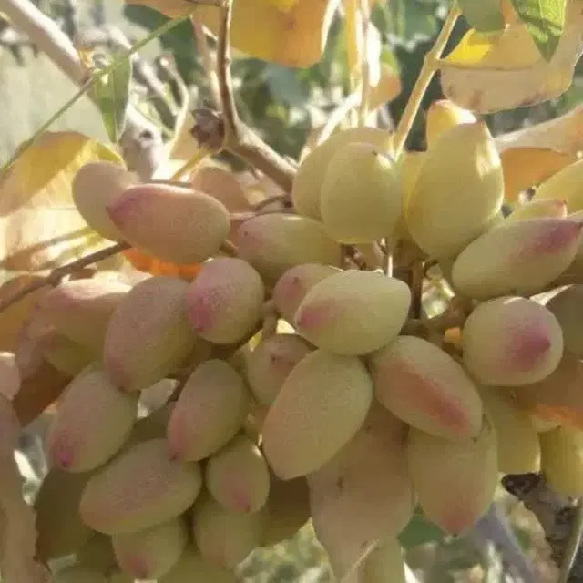 فروش باغ پسته قنوات مراد آباد ۲ ساعت آب ۵ اینچ