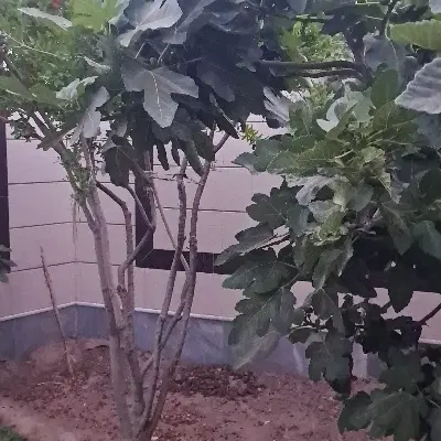 زمین شخصی شرافت دونبش جنوبی