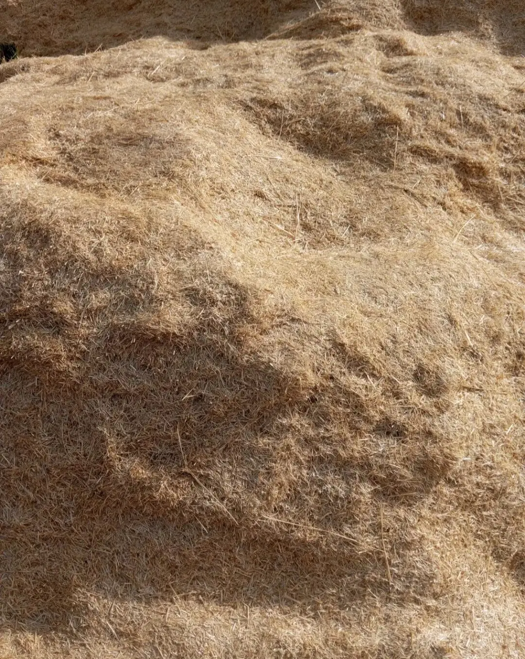 کاه گندم فروش