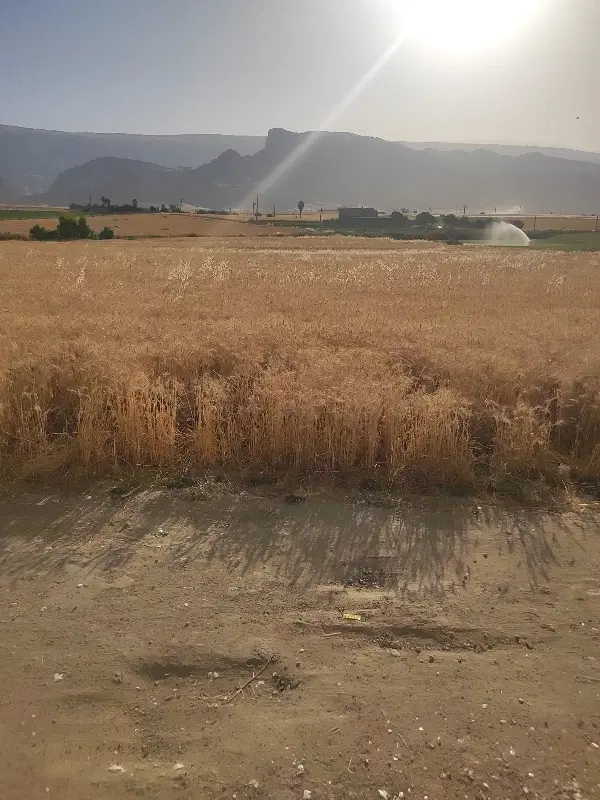 فروش گندم