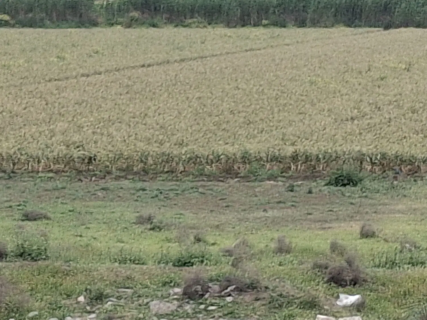 زمین در شیرزاد