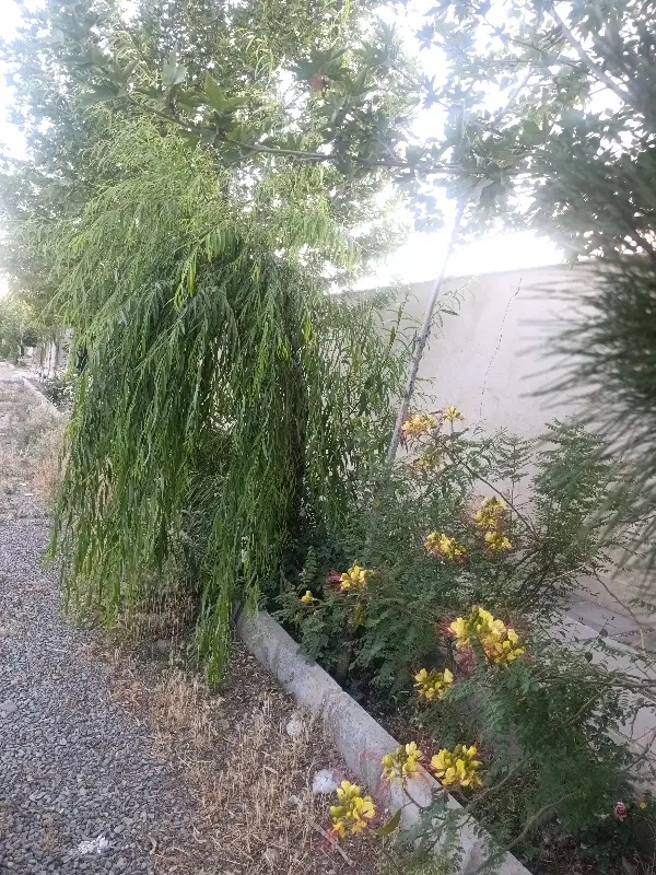 زمین گلستان سند تک برگ