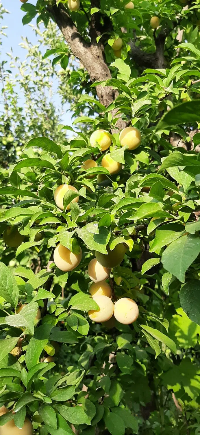 باغ شهری
