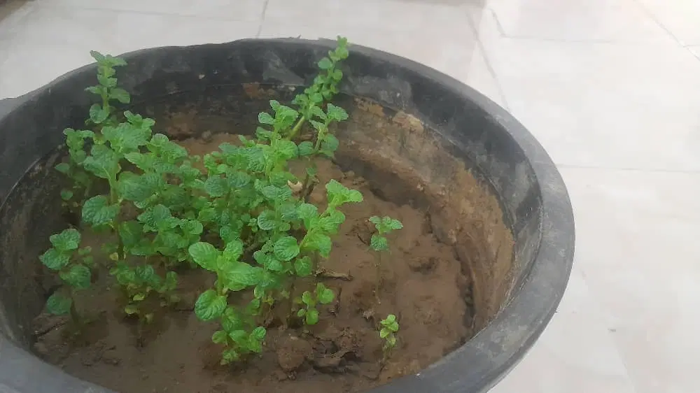 خانه ویلایی
