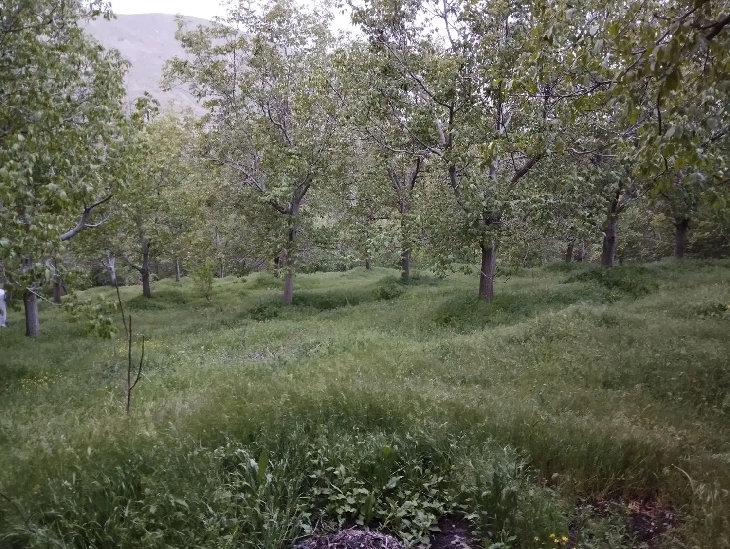 باغ گردو روستای ابرو