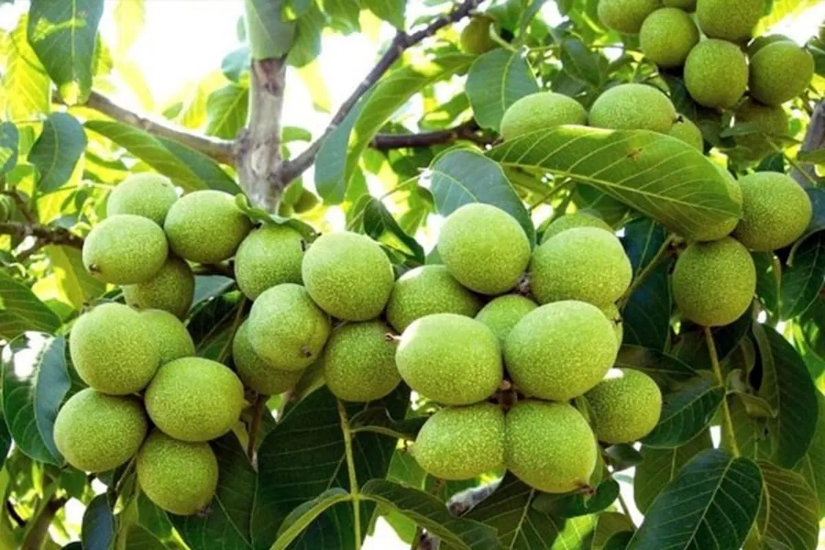 باغ یاسوج پربازده بکر
