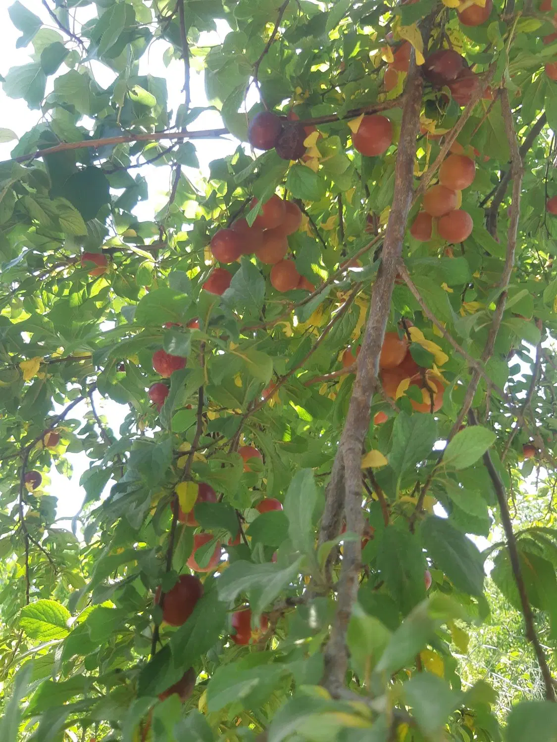 باغچه مثمر