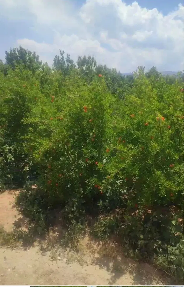 باغ انار