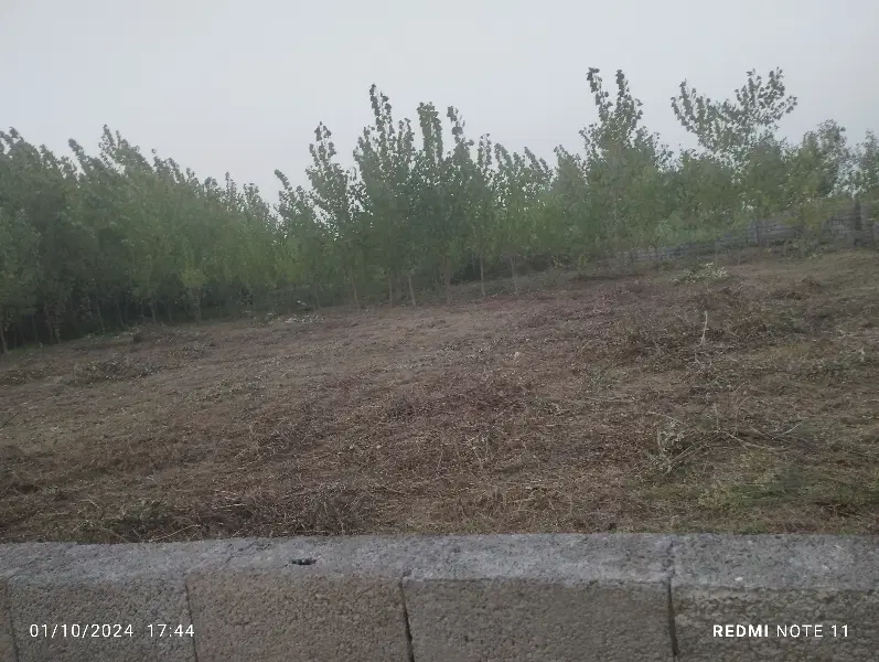 زمین باغی  واقع در گالشکلام (چاف و چمخاله)