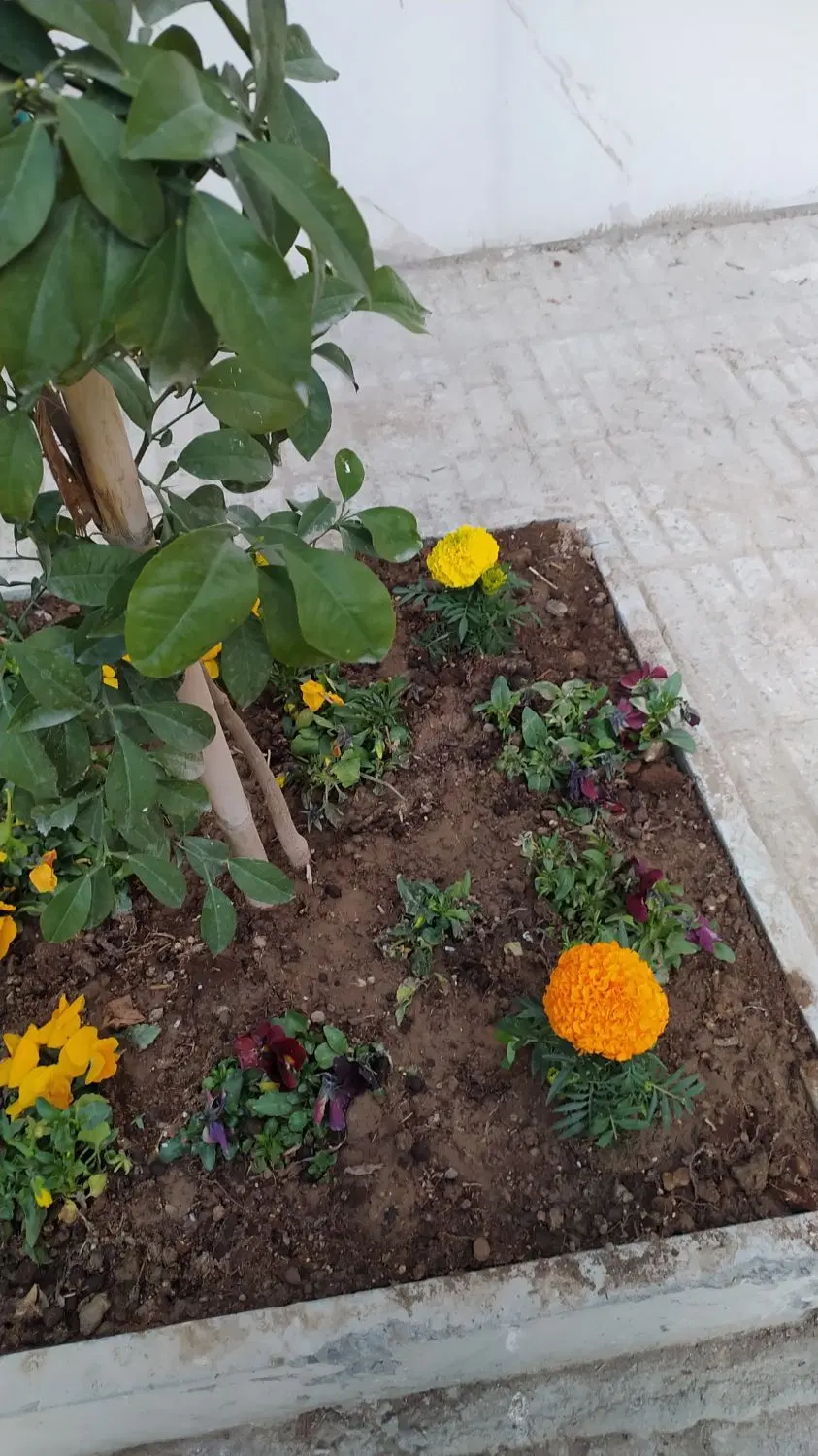 زمین۱۲۰متری دوکله اول پروین