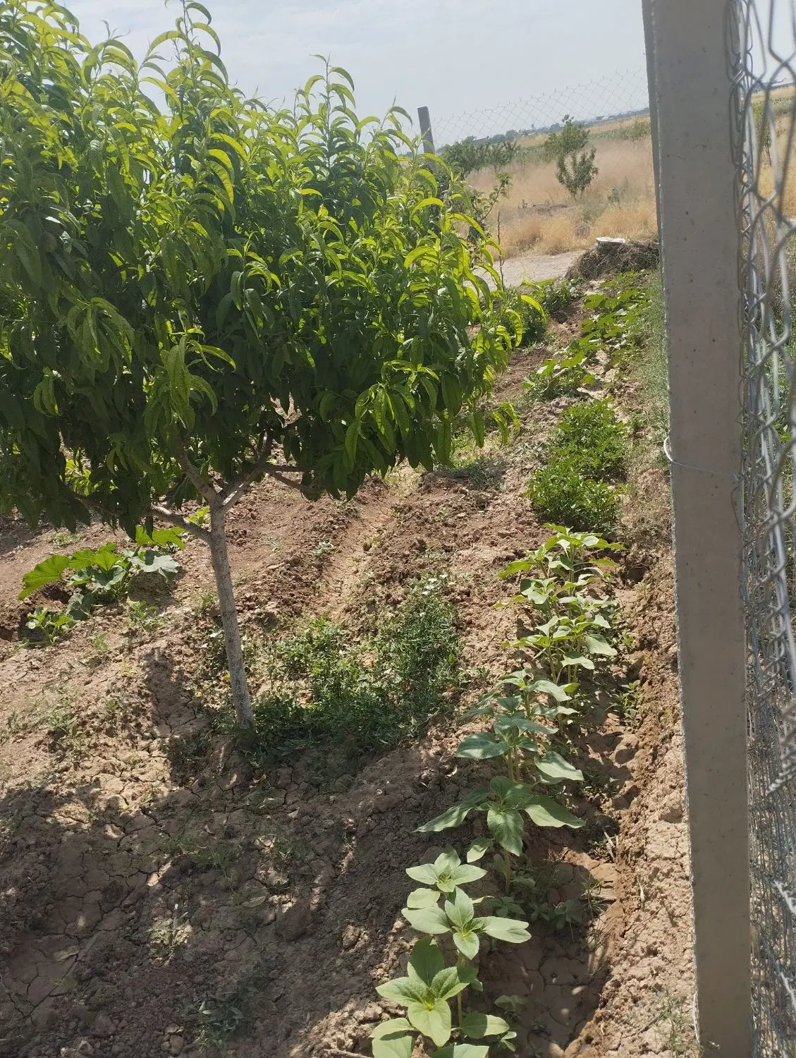 باغ پونصد متری سنددار