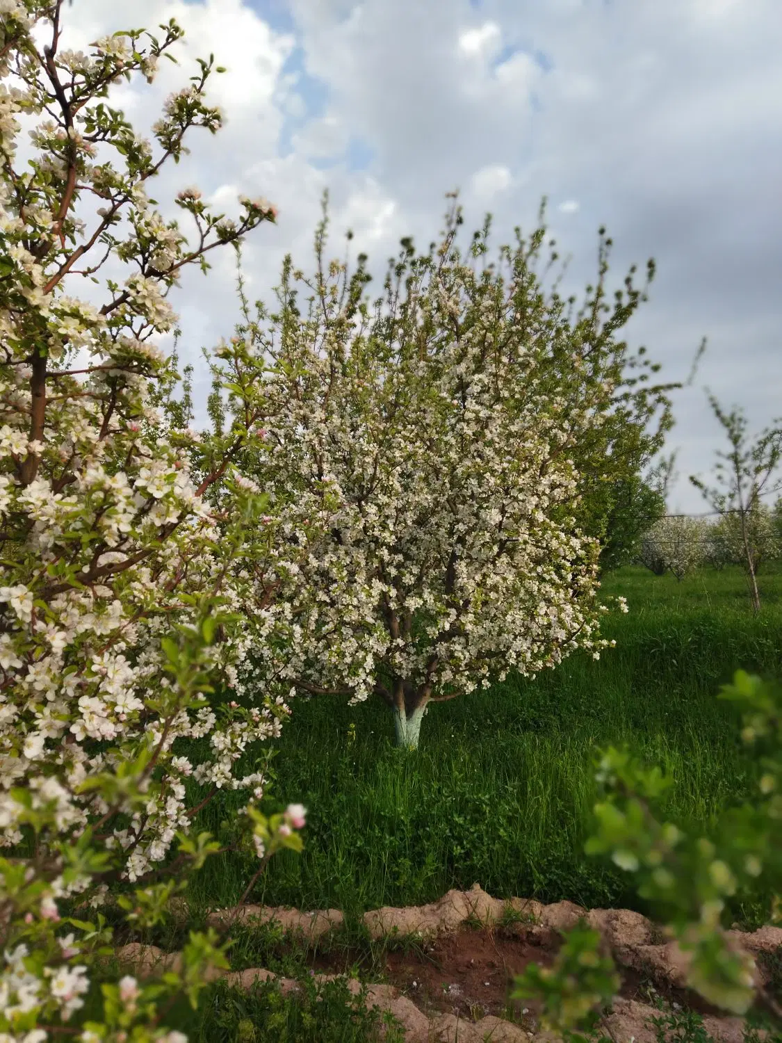 باغ سیب در مراغه