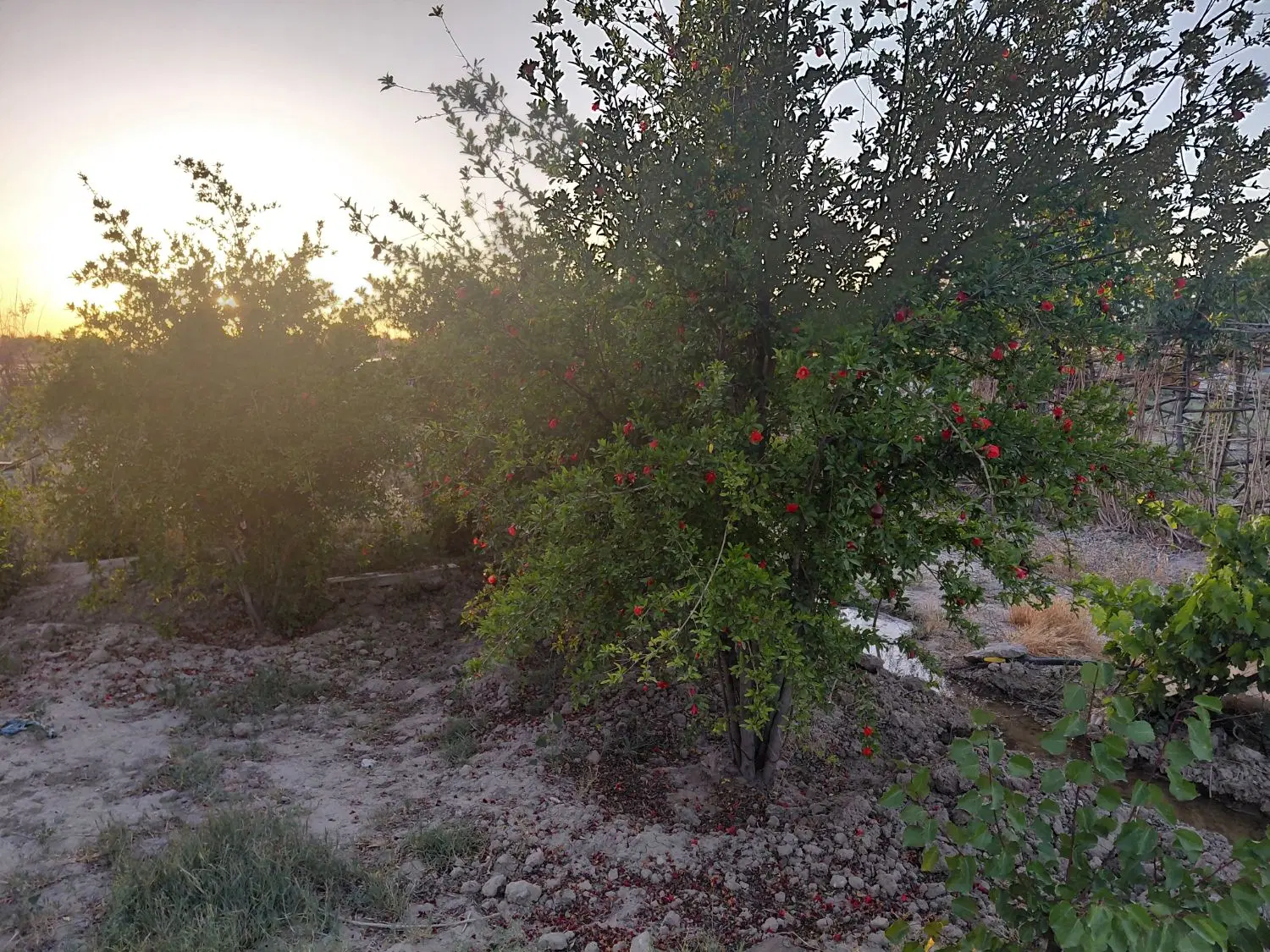باغ ۵۰۰متری