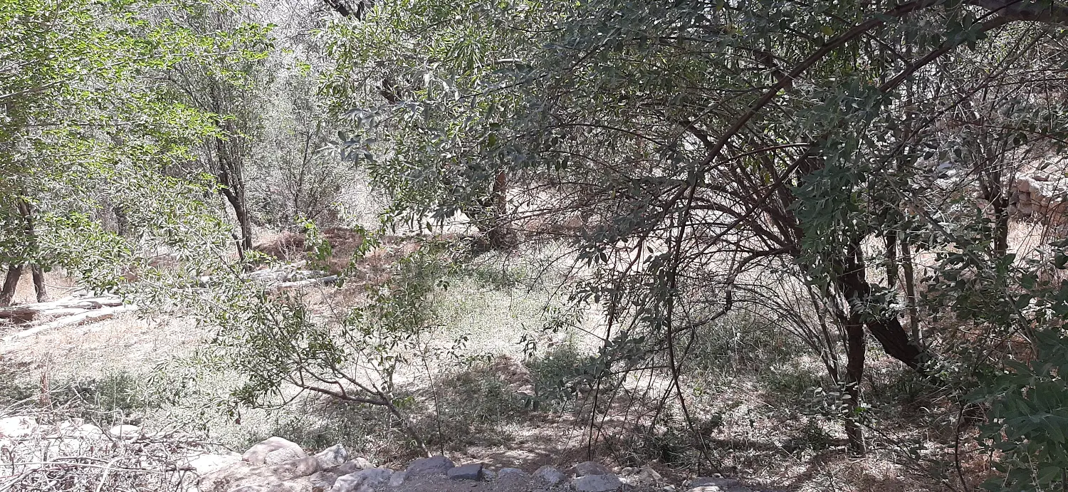 فروش باغ ۶۸۰ متری منشاد