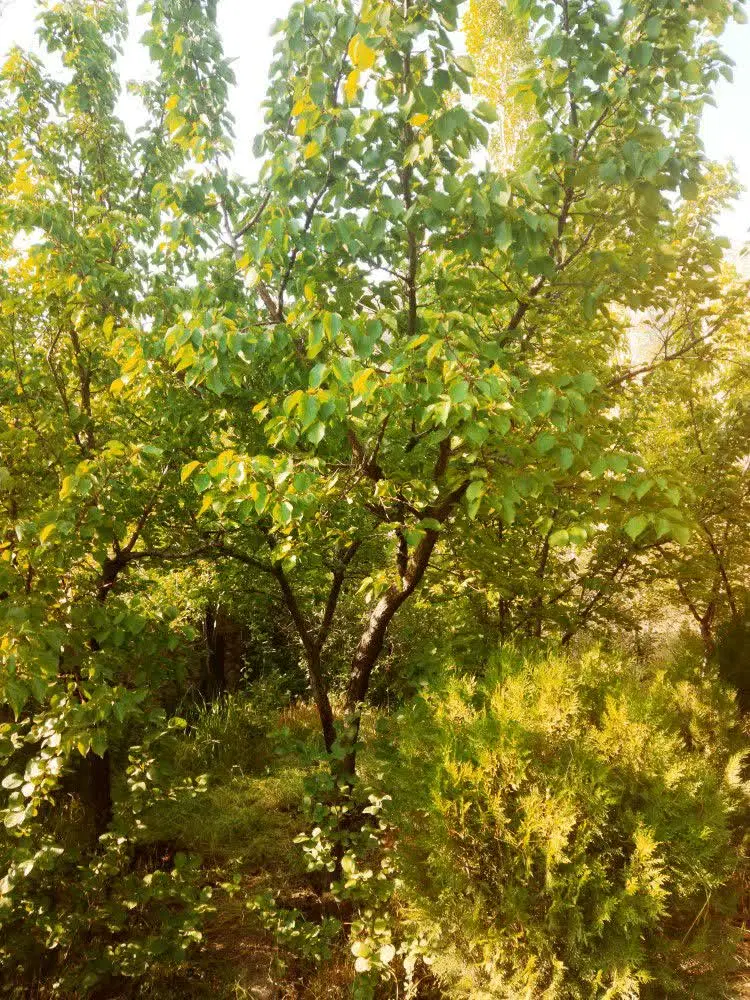 خانه باغ در شاهکوه