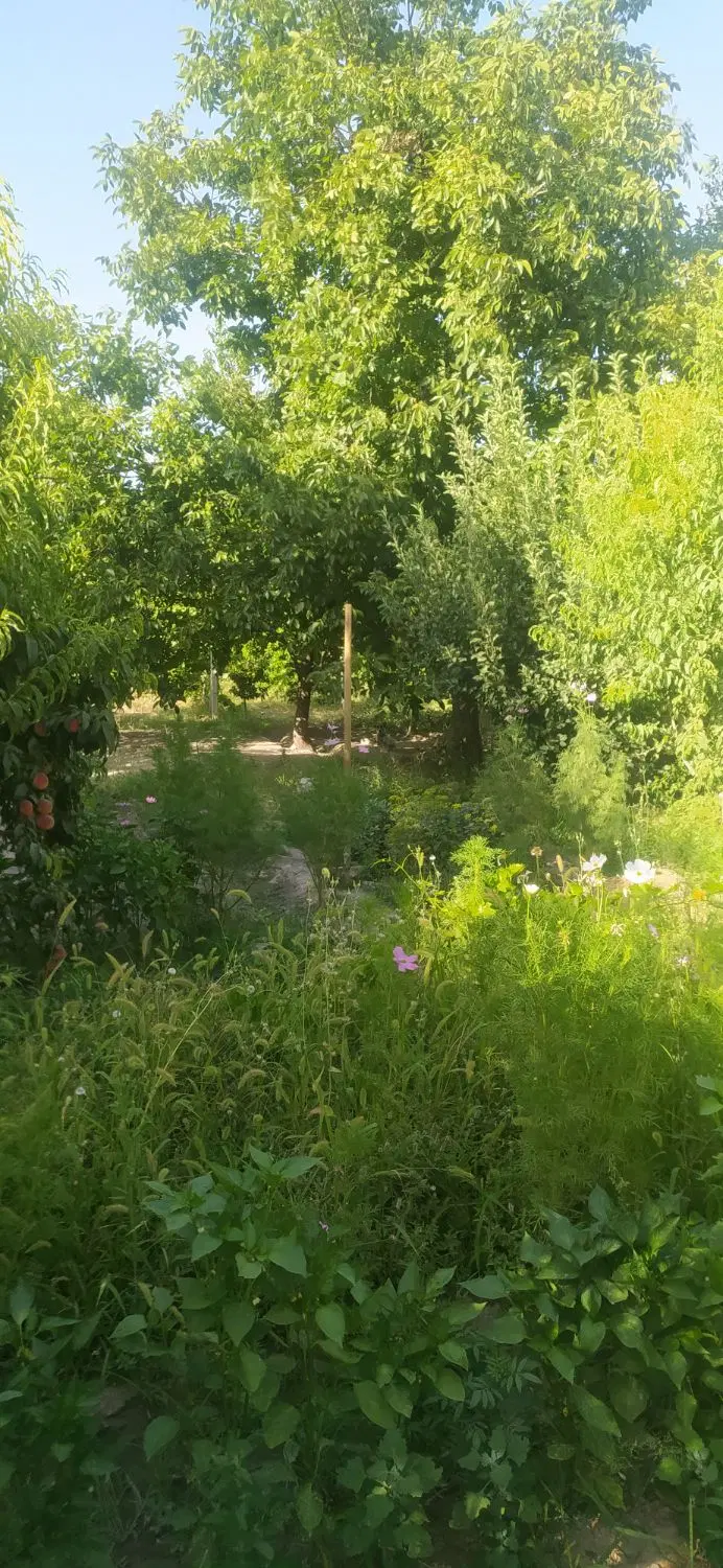 ویلا باغ در امامزاده