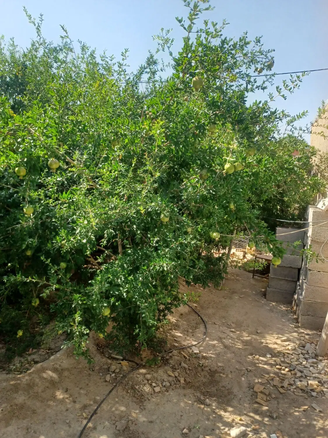 فروش ویلا باغ با صفا