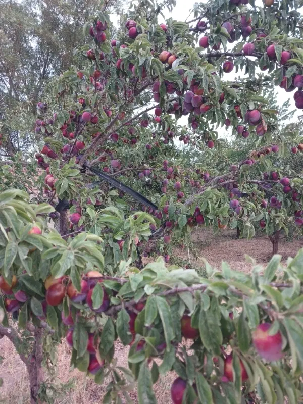 ۱۰۰۰ متر باغ یوسف اباد