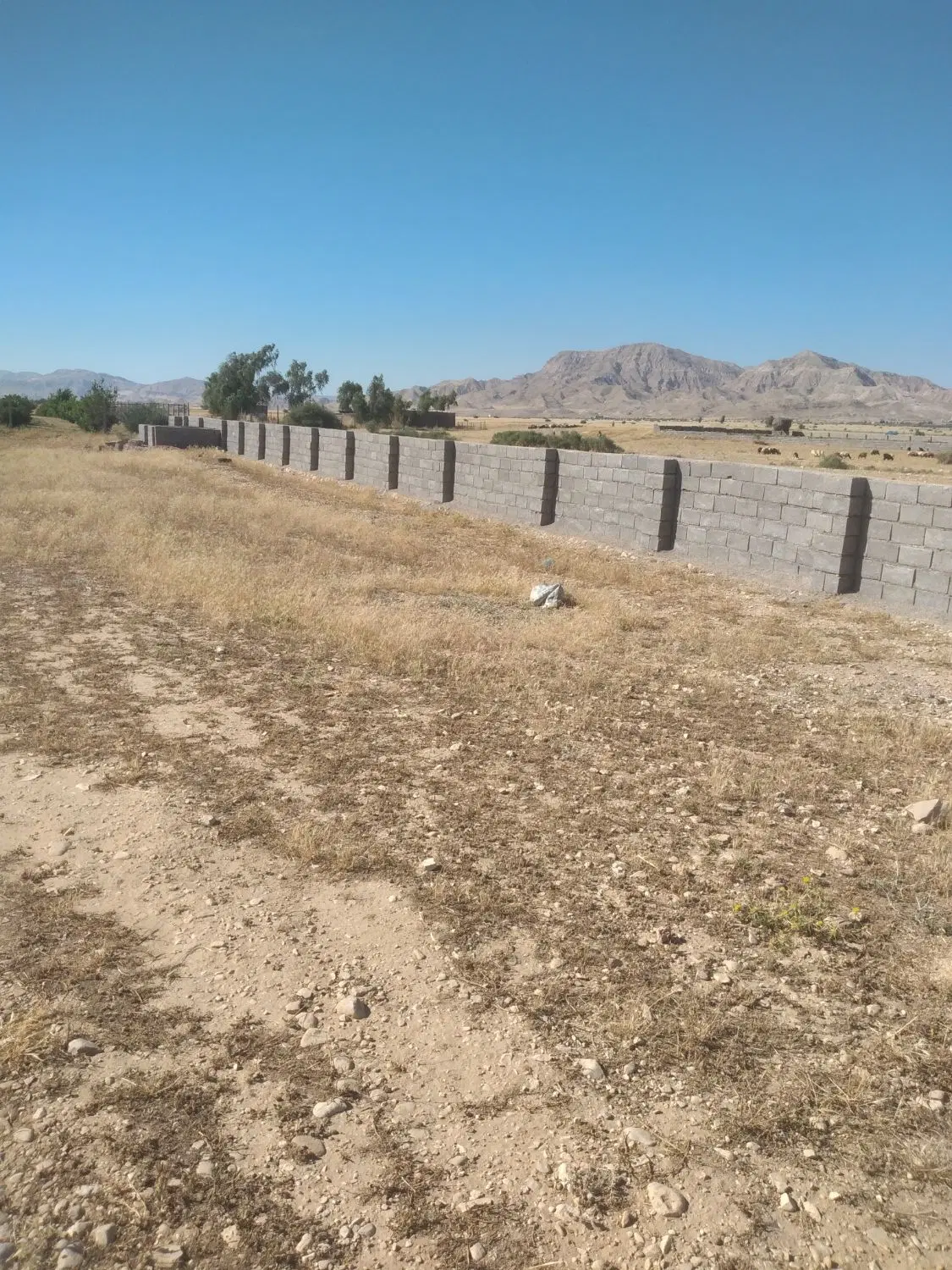 زمین کشاورزی