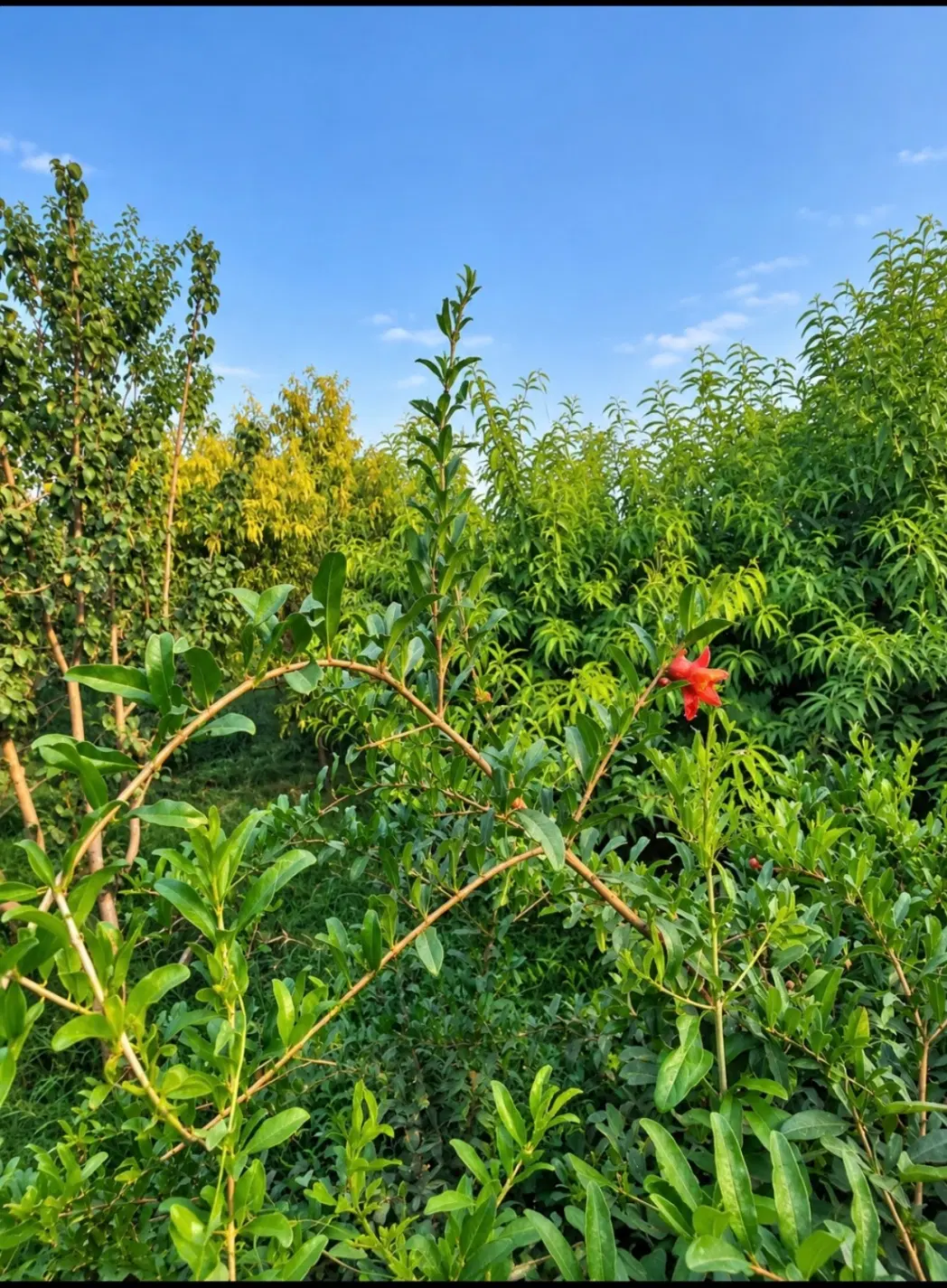 باغ_باغچه _طارند بالا _محیطی امن دنج وخوش آب هوا