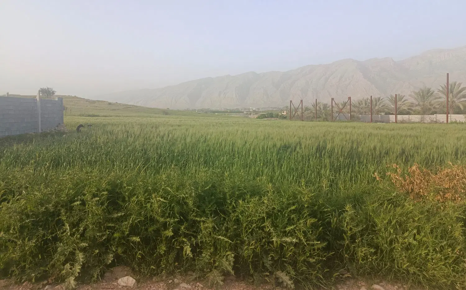 فروش زمین باغچه