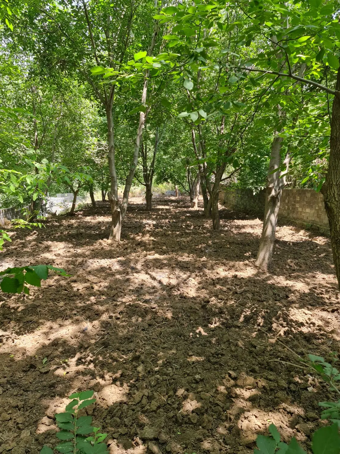 اجاره ی باغ گردو