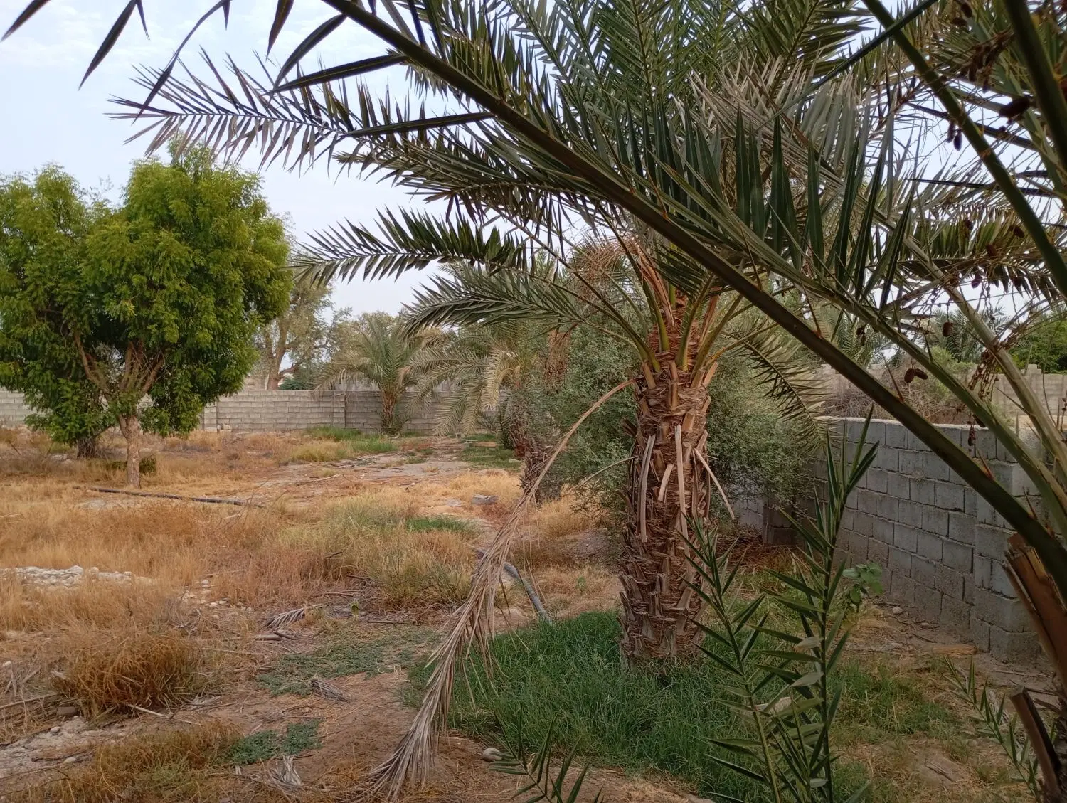 ملک متراژ ۱۴۰۰مترمربع دیوارکشی چاه آب ودرختان ثمری