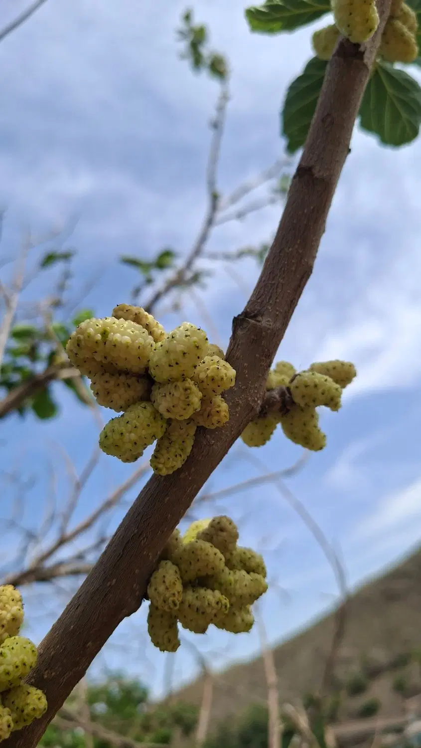 باغ نغندر.
